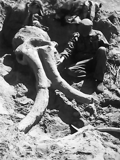青海出土完整大象头骨化石 长约180厘米(图)