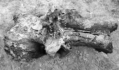 青海出土完整大象头骨化石 长约180厘米(图)