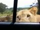 狮子扒开车门视频 狮子用嘴打开车门吓坏游客！