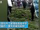 实拍黑龙江密山一中学大树被风刮倒砸中学生 致1死3伤