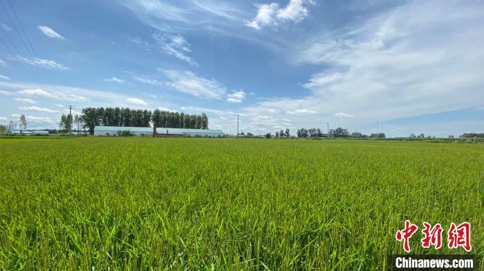 资料图：黑龙江省水稻已进入灌浆期。　王妮娜 摄