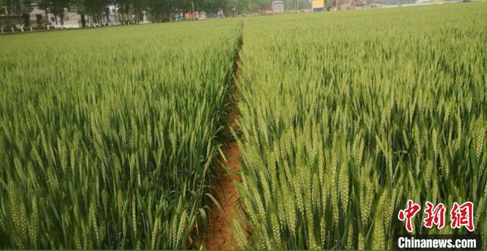 甘肃省科学院纳米研究团队在河南、新疆和甘肃试种的大面积纳米冬小麦和纳米春小麦提质增产。 甘肃省科学院纳米室供图