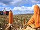 中国买家取消83.2万吨美国玉米订单 退单潮来了？